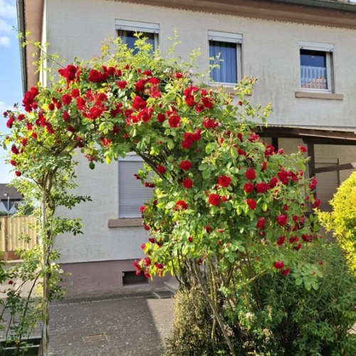 Einfamilienhaus in Mainnähe mit Garten, Ausbaupotenzial und viel Raum für Ideen optimhome Immobilien Deutschland • Kaufen & Verkaufen